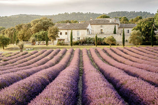 Lavender field with a traditional French mansion in the background
